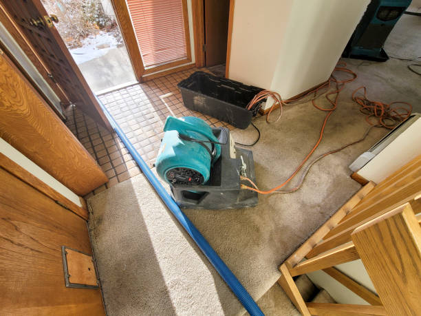 Best Local water damage restoration  in Cactus Flats, AZ