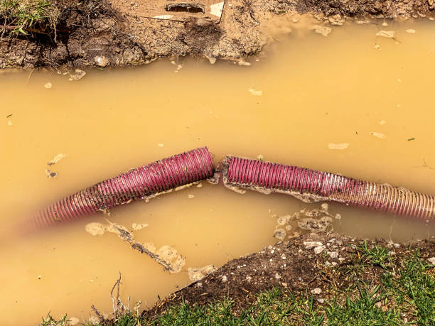 Best Mold removal after water damage  in Cactus Flats, AZ